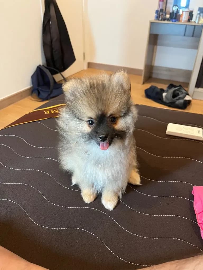 ลูกสุนัข