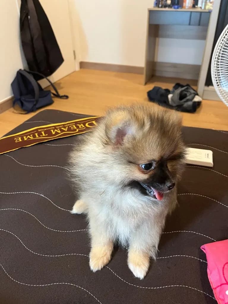 ลูกสุนัข