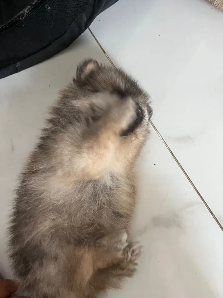ลูกสุนัข