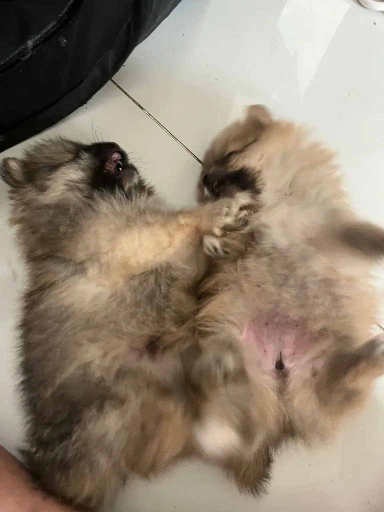 ลูกสุนัข