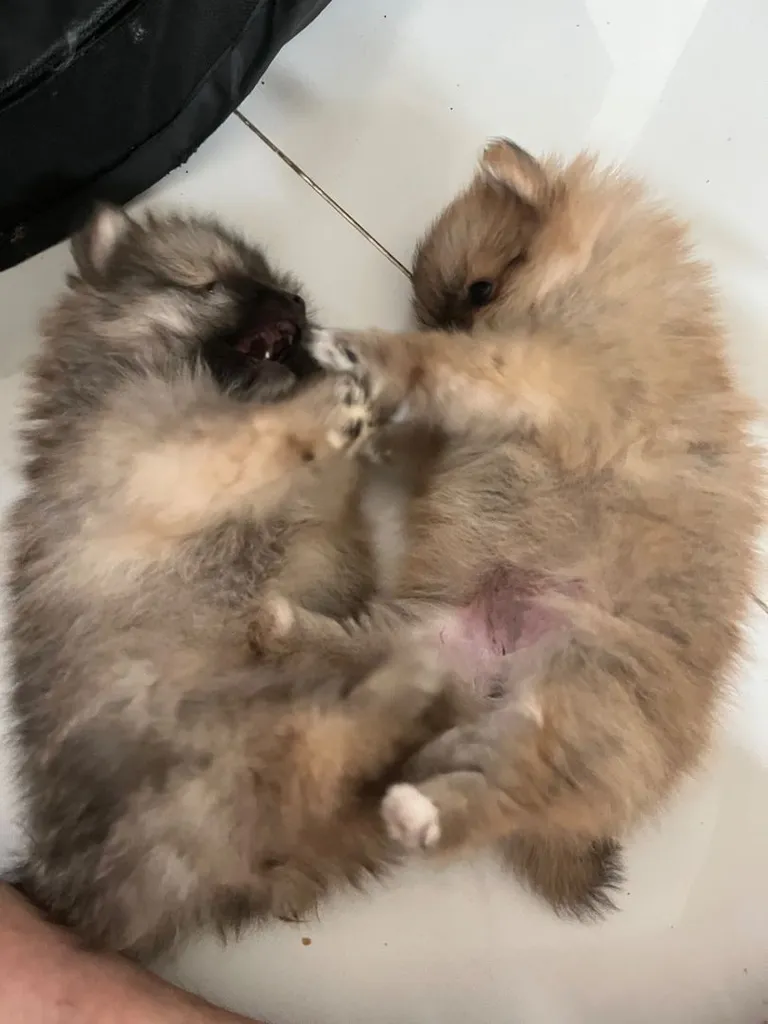 ลูกสุนัข