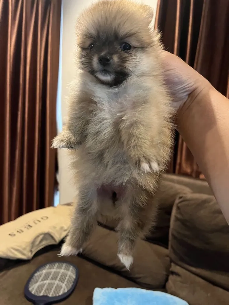 ลูกสุนัข