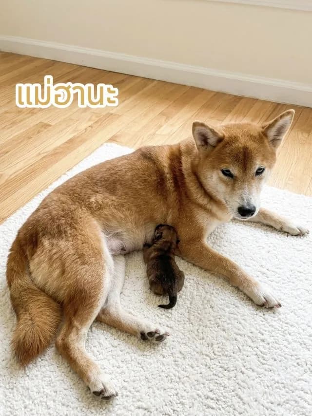 ด.ช.ฮิโนะ ชิบะอินุ