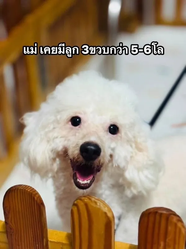 แบ่งพ่อพันธุ์ แถม แม่พันธุ์พุดเดิ้ล