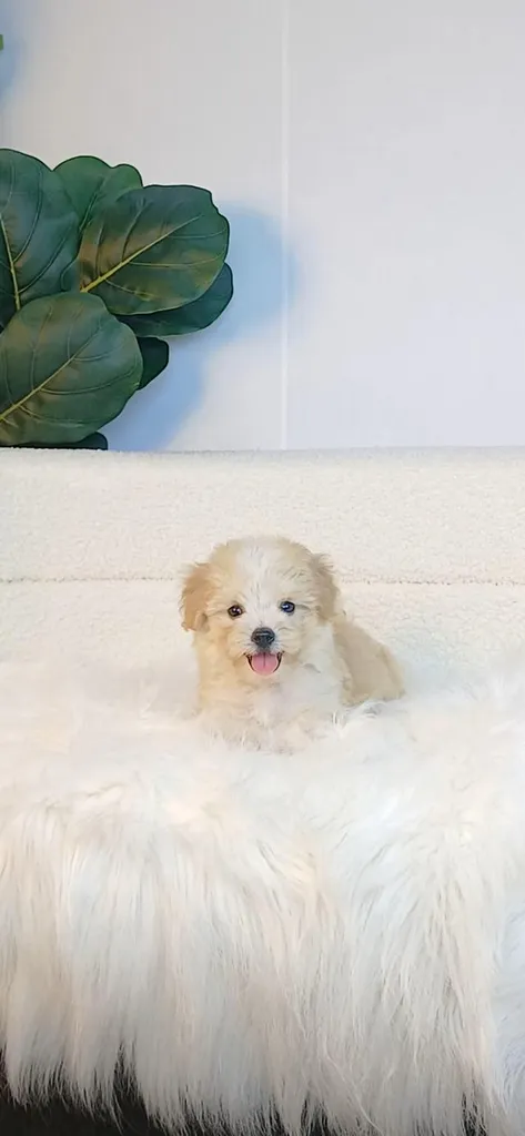 maltipoo มอลติพู เพศผู้ สีน้ำตาลขาว พร้อมวัคซีน5โรคเข็มแรก ถ่ายพยาธิ ใบรับรองจากสัตว์แพทย์ รับประกันสุขภาพ ส่งได้ทั่วไทย ทั้งทางรถ และเครื่อบิน