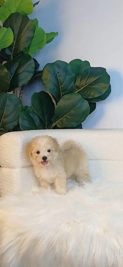 maltipoo มอลติพู เพศผู้ สีน้ำตาลขาว พร้อมวัคซีน5โรคเข็มแรก ถ่ายพยาธิ ใบรับรองจากสัตว์แพทย์ รับประกันสุขภาพ ส่งได้ทั่วไทย ทั้งทางรถ และเครื่อบิน