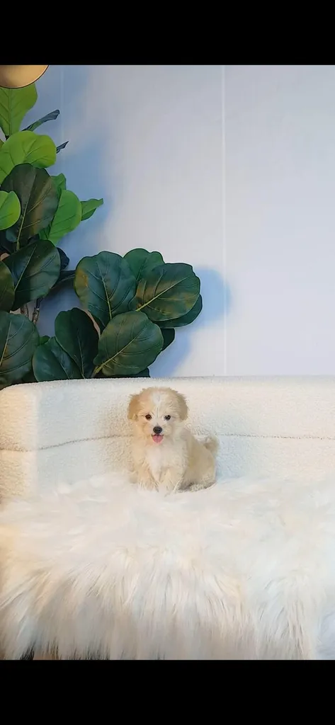 maltipoo มอลติพู เพศผู้ สีน้ำตาลขาว พร้อมวัคซีน5โรคเข็มแรก ถ่ายพยาธิ ใบรับรองจากสัตว์แพทย์ รับประกันสุขภาพ ส่งได้ทั่วไทย ทั้งทางรถ และเครื่อบิน