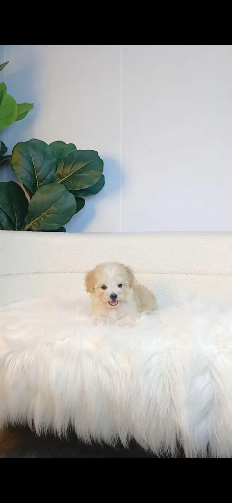 maltipoo มอลติพู เพศผู้ สีน้ำตาลขาว พร้อมวัคซีน5โรคเข็มแรก ถ่ายพยาธิ ใบรับรองจากสัตว์แพทย์ รับประกันสุขภาพ ส่งได้ทั่วไทย ทั้งทางรถ และเครื่อบิน