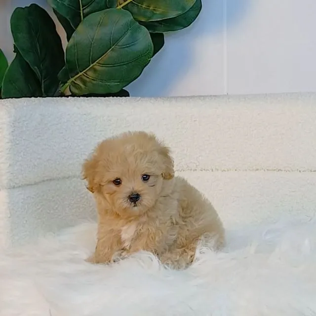 maltipoo มอลติพู เพศผู้ สีน้ำตาลขาว พร้อมวัคซีน5โรคเข็มแรก ถ่ายพยาธิ ใบรับรองจากสัตว์แพทย์ รับประกันสุขภาพ ส่งได้ทั่วไทย