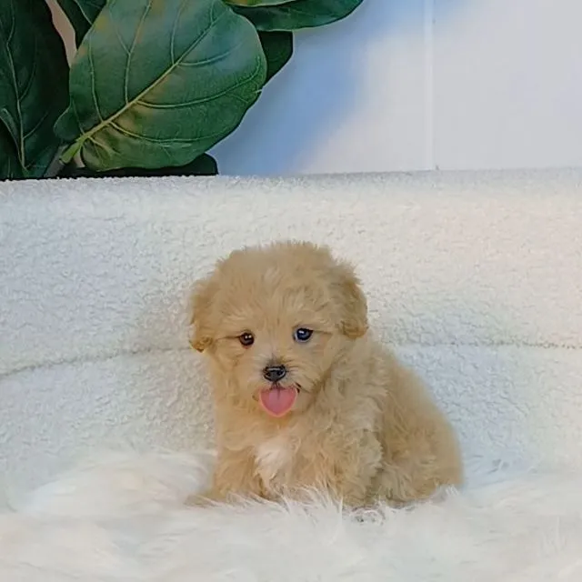 maltipoo มอลติพู เพศผู้ สีน้ำตาลขาว พร้อมวัคซีน5โรคเข็มแรก ถ่ายพยาธิ ใบรับรองจากสัตว์แพทย์ รับประกันสุขภาพ ส่งได้ทั่วไทย