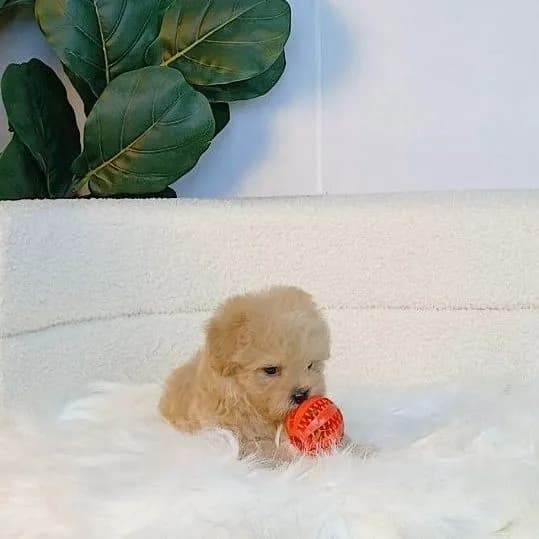 maltipoo มอลติพู เพศผู้ สีน้ำตาลขาว พร้อมวัคซีน5โรคเข็มแรก ถ่ายพยาธิ ใบรับรองจากสัตว์แพทย์ รับประกันสุขภาพ ส่งได้ทั่วไทย