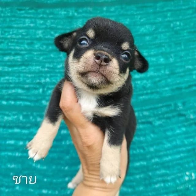 เปิดจองชิวาวาขนสั้น