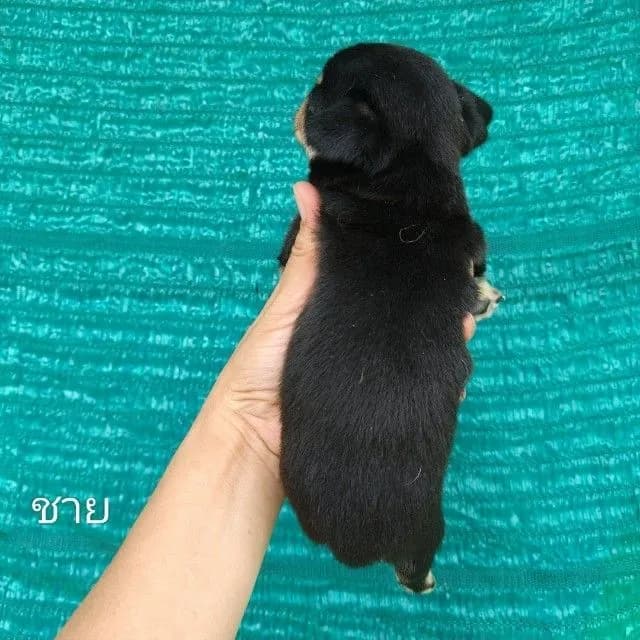 เปิดจองชิวาวาขนสั้น