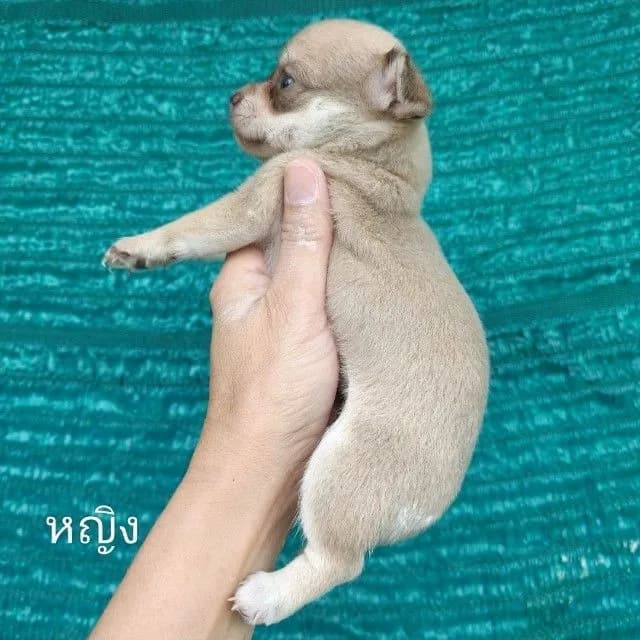 เปิดจองชิวาวาขนสั้น