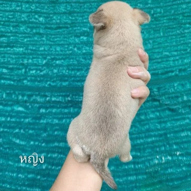 เปิดจองชิวาวาขนสั้น