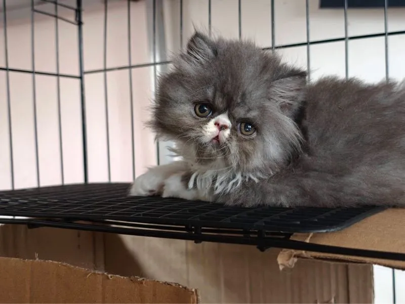 แมวหน้าบี้ เปอร์เซีย-เอ็กโซติก ขนยาว สินสอดเริ่มต้น 4,500