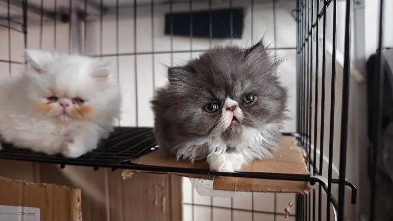 แมวหน้าบี้ เปอร์เซีย-เอ็กโซติก ขนยาว สินสอดเริ่มต้น 4,500