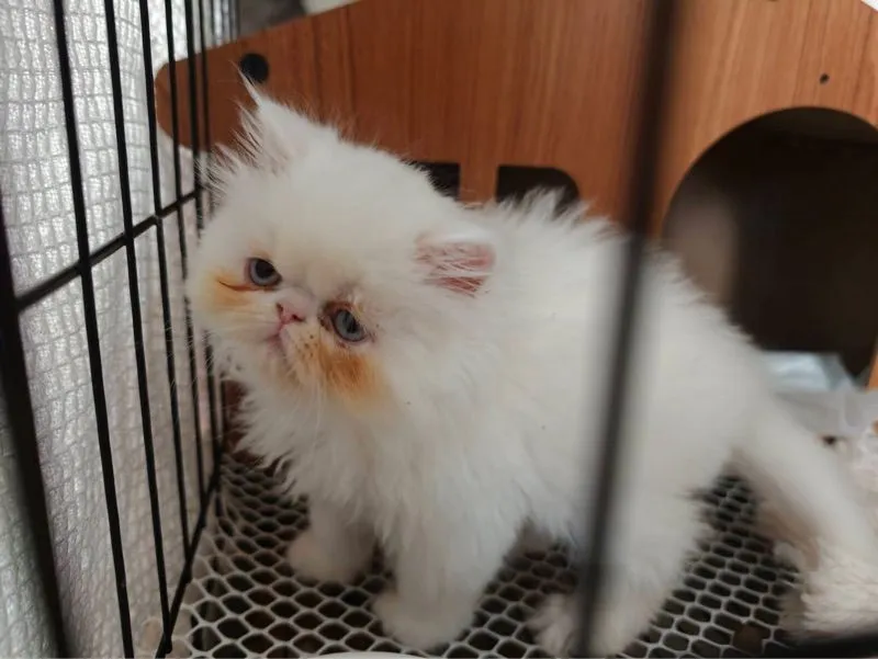 แมวหน้าบี้ เปอร์เซีย-เอ็กโซติก ขนยาว สินสอดเริ่มต้น 4,500