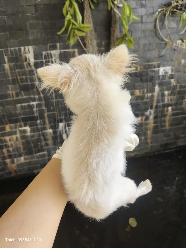 ชิวาวาไทยแลนด์เกรดสวย