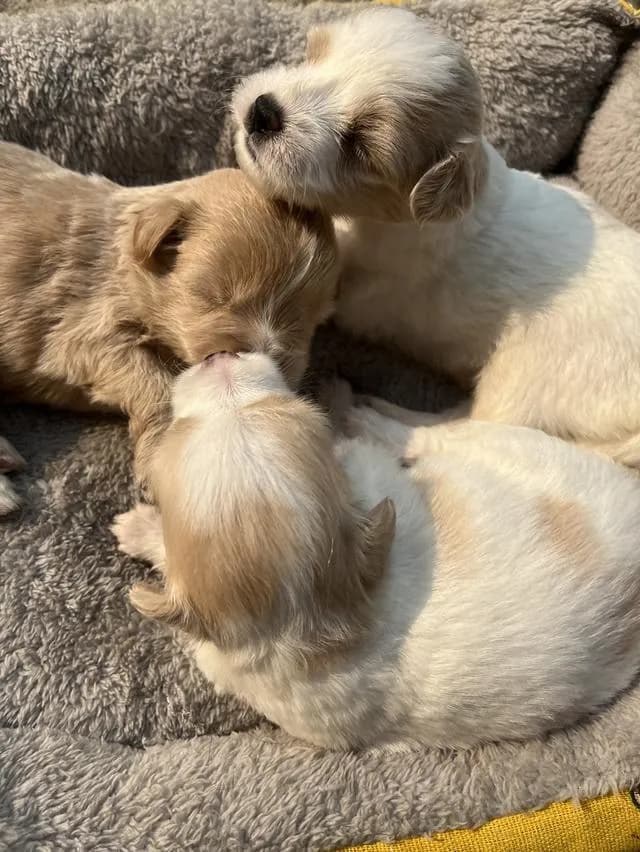 หมาน้อย ชิสุผสมพุดเดิ้ลจังหวัดลำพูนเปิดจองค่ะ