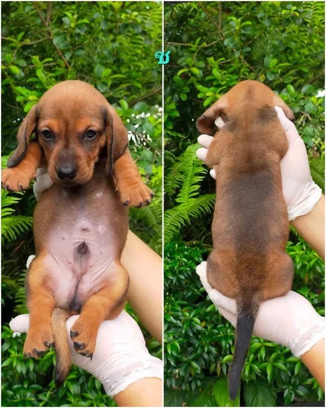 เปิดจองลูกสุนัขดัชชุนแท้