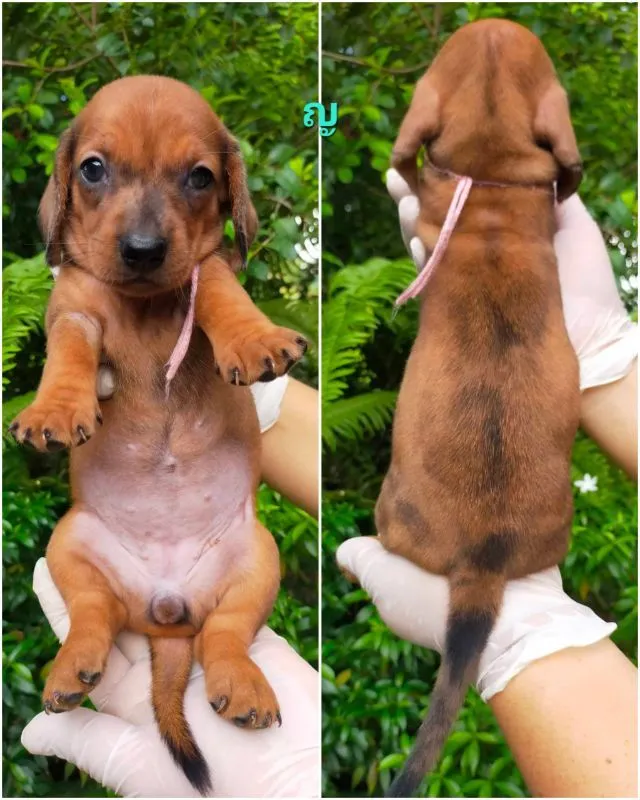 เปิดจองลูกสุนัขดัชชุนแท้