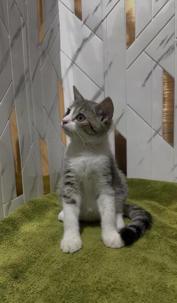สก๊อตติช ดช 2600 บาท