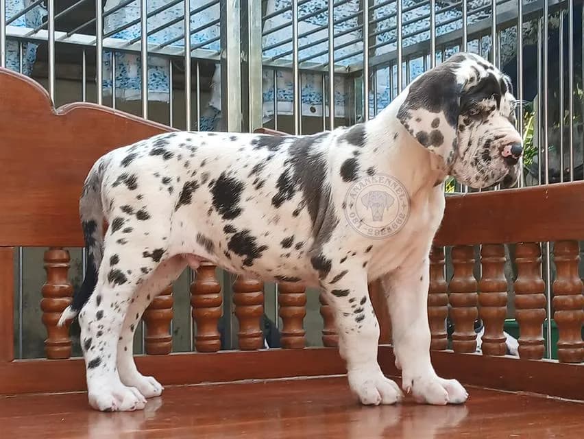สุนัข เกรทเดน Great dane
