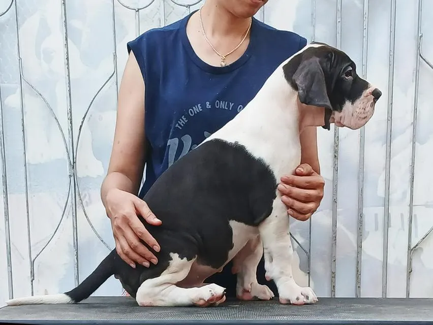 สุนัข เกรทเดน Great dane