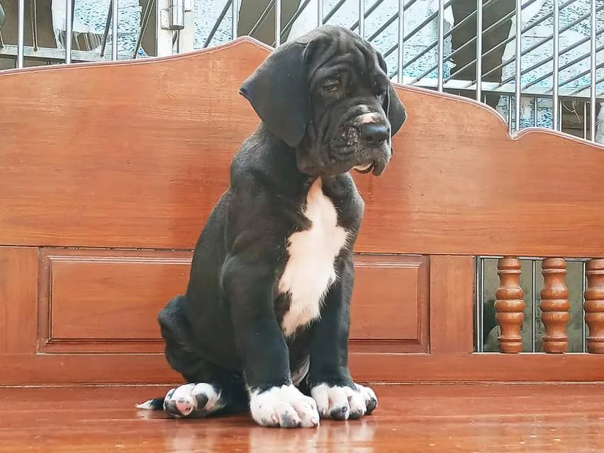 สุนัข เกรทเดน Great dane