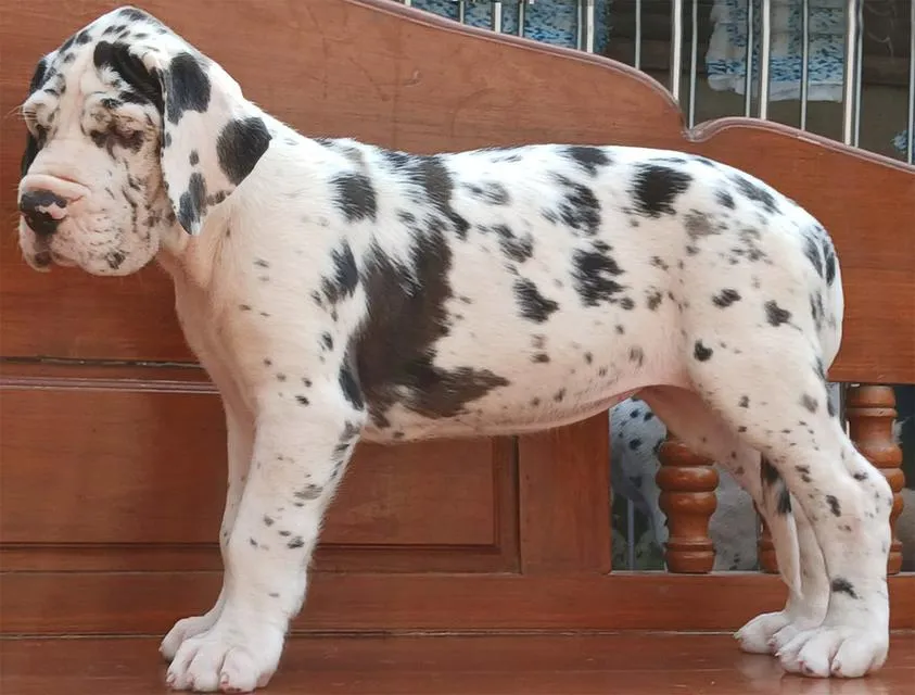 สุนัข เกรทเดน Great dane