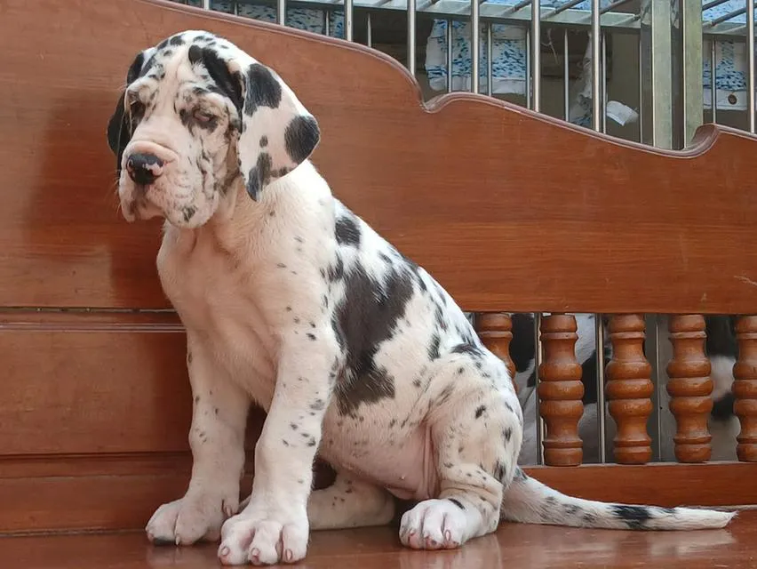 สุนัข เกรทเดน Great dane