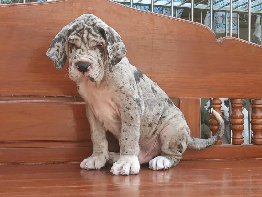 สุนัข เกรทเดน Great dane