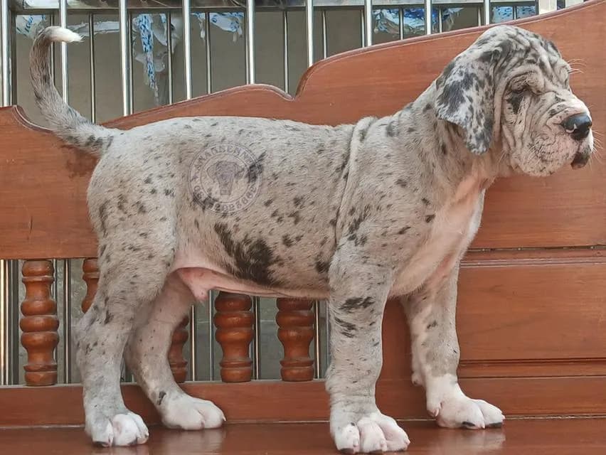 สุนัข เกรทเดน Great dane