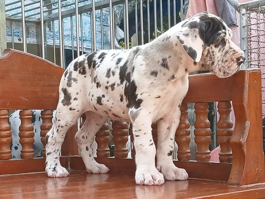 สุนัข เกรทเดน Great dane