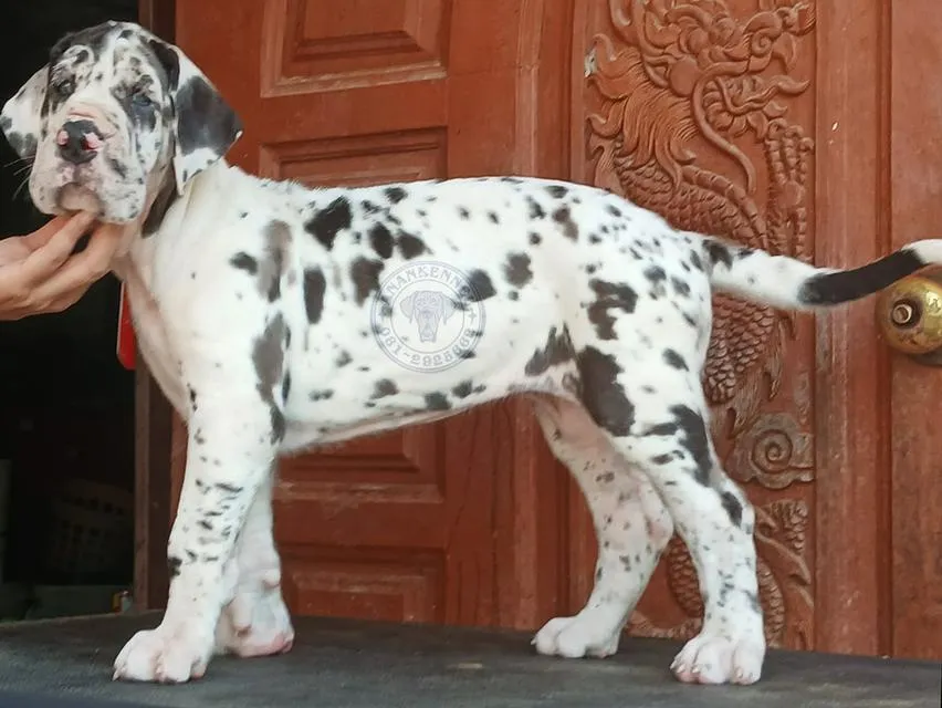 สุนัข เกรทเดน Great dane
