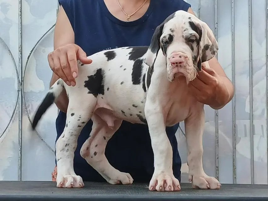 สุนัข เกรทเดน Great dane