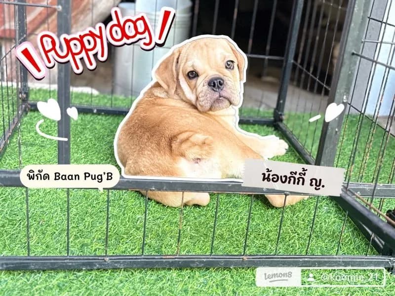น้องหาบ้าน Bulldog ญ.3สาว เหมาะเลี้ยงเล่น