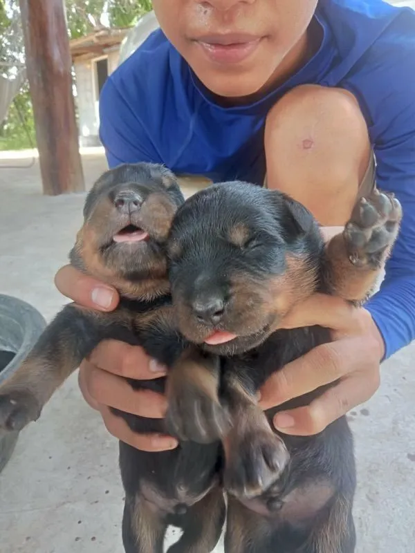 ลูกร็อคไวเลอร์
