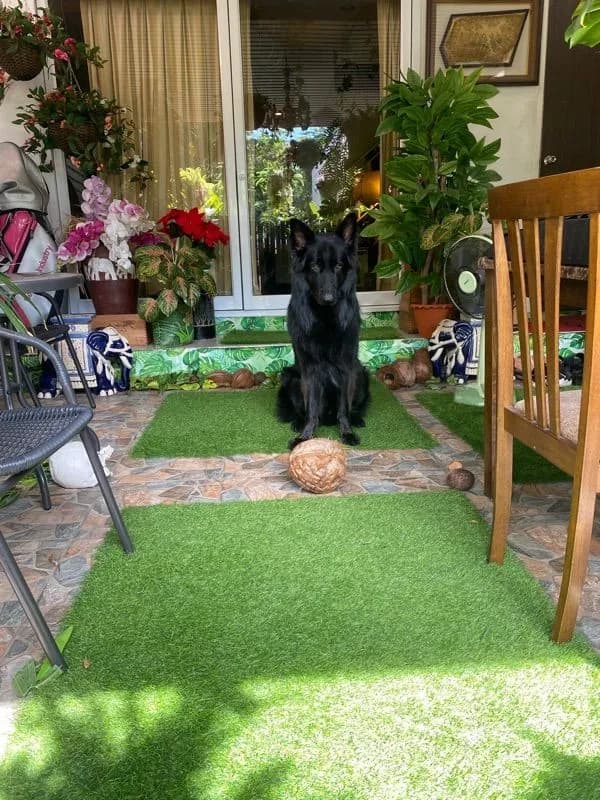 German Shepard Breeding