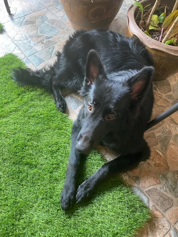 German Shepard Breeding
