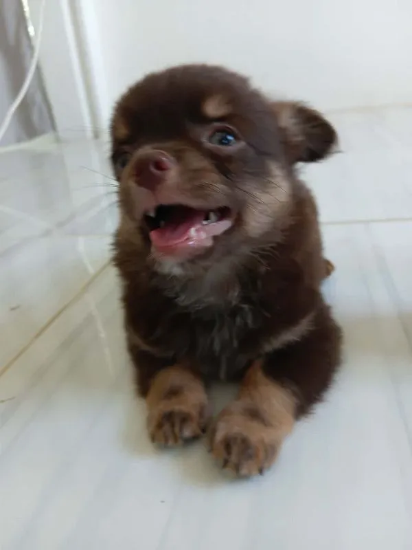 ชิวาว่าแท้ เด็กชาย ขนยาว