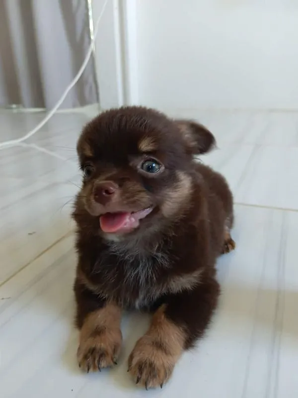 ชิวาว่าแท้ เด็กชาย ขนยาว