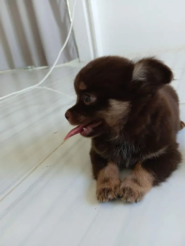 ชิวาว่าแท้ เด็กชาย ขนยาว