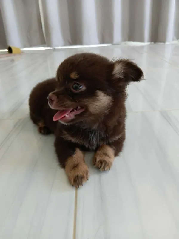 ชิวาว่าแท้ เด็กชาย ขนยาว