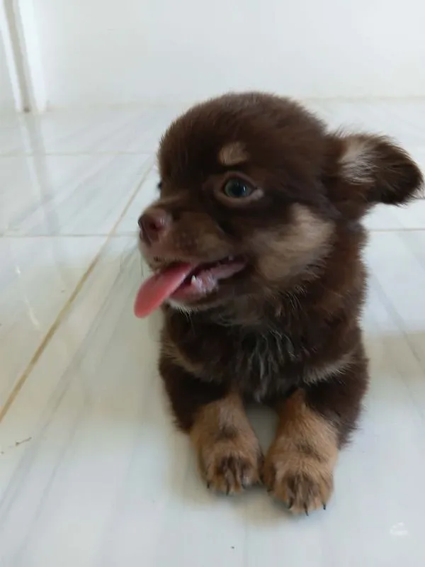 ชิวาว่าแท้ เด็กชาย ขนยาว