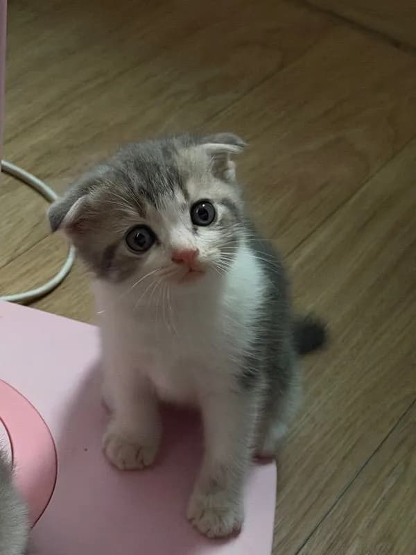 ดญ สก๊อตติชโฟแท้หูพับ