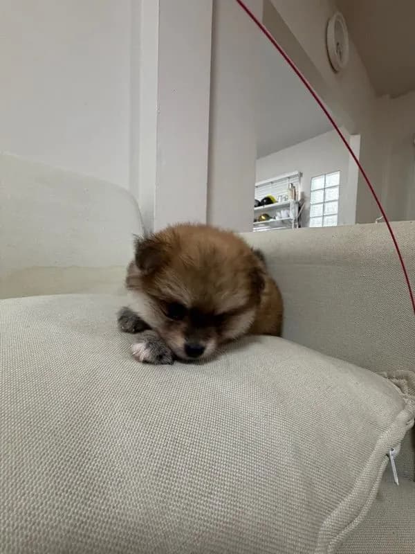 ลูกสุนัขพันธุ์ปอมเมอร์เรเนี่ยน เพศเมีย
