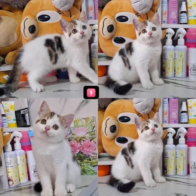 สก็อตติชโฟลด์ มีเชื้อบริติช เพศเมีย