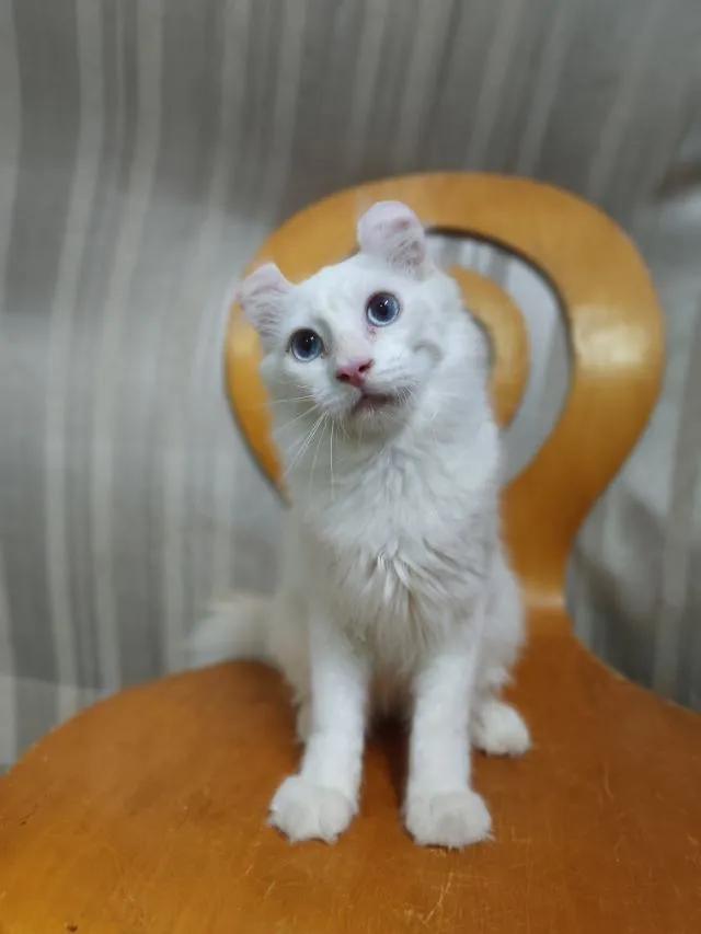 เด็กชายตาฟ้า American Curl